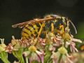 Dolichovespula sp.